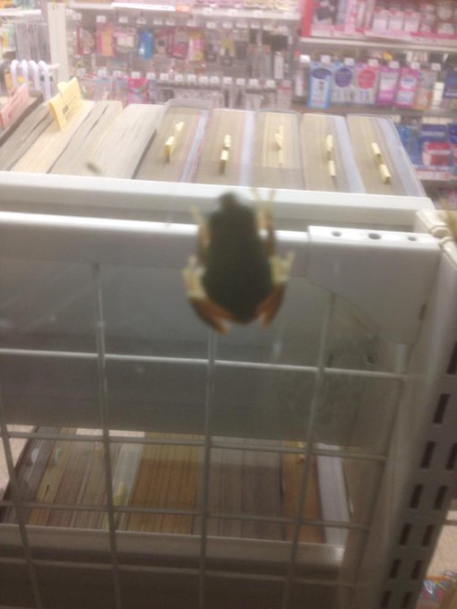 閲覧注意 夏の 田舎のコンビニ あるあるが恐怖だった ﾟaﾟ Matomehub まとめハブ
