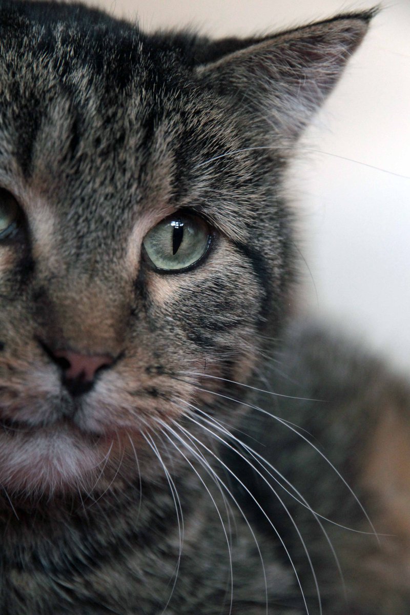 CatAidFund's tweet image. Follow me and your #cat dreams will come true.  I need a home. Love Carter 314-478-4502 susanfbauer@gmail.com #FIVcat