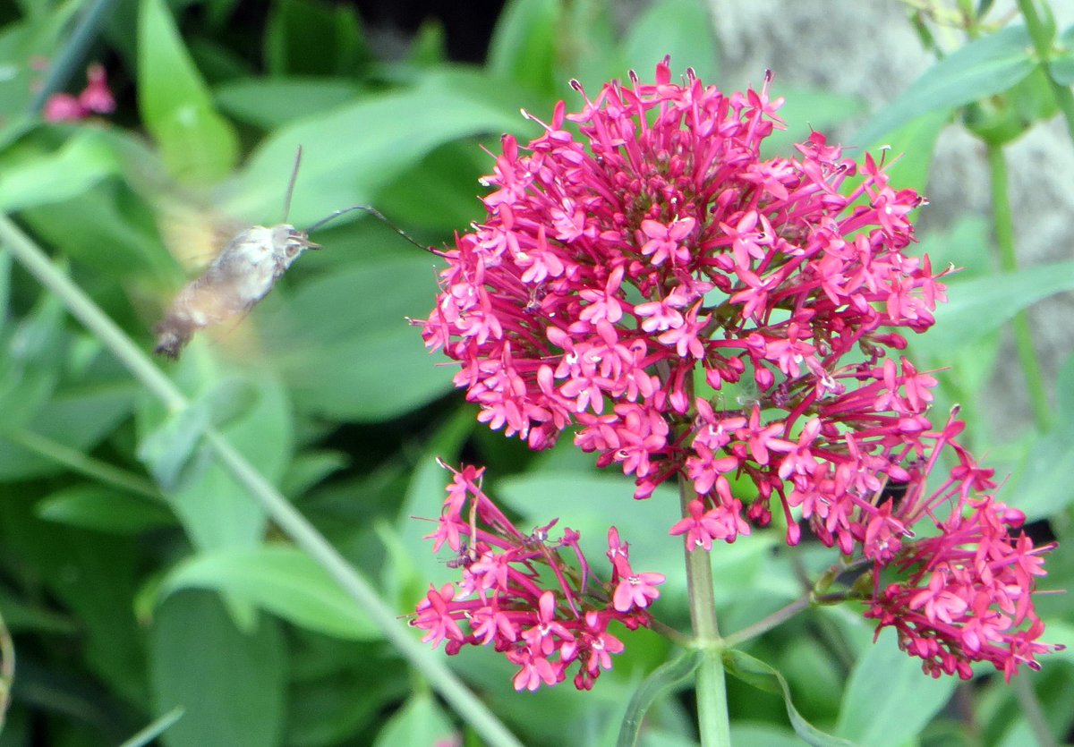 lukaslarge's tweet photo. Just seen my first hummingbird hawk-moth (Macroglossum stellatarum) in the West Midlands http://t.co/apzOrftDl8