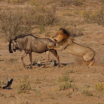 cnpagency's tweet photo. Be the lion of the #SEO keywords serengeti: kill the smaller wildebeest (keywords) first. http://t.co/ofbN7Xxa2F http://t.co/qN59s3xMxG