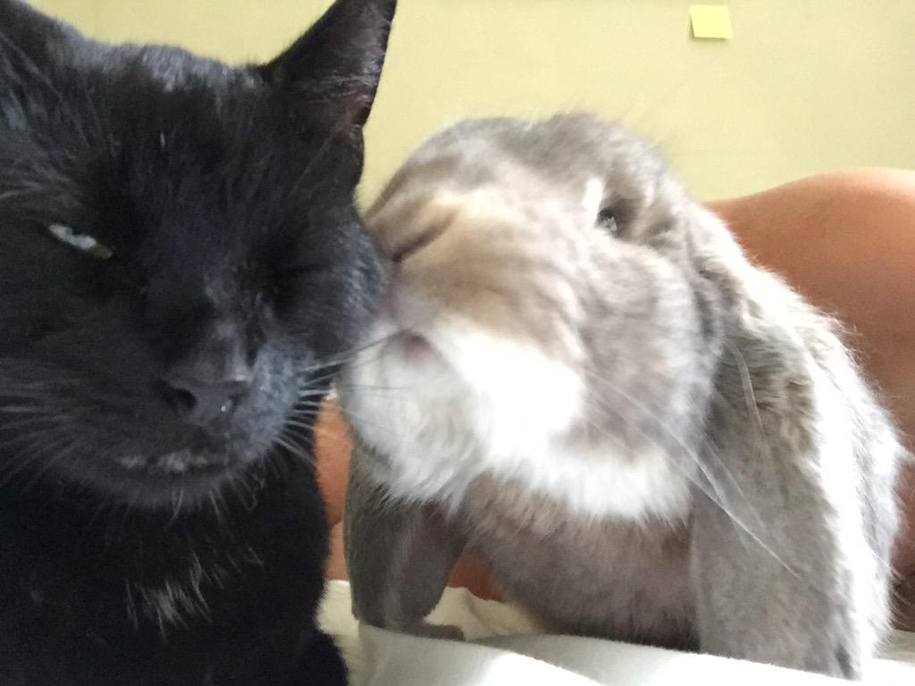 TFGPetServices's tweet photo. @RSPCA_official my rescue babies 😍 http://t.co/38WpbT8C8W