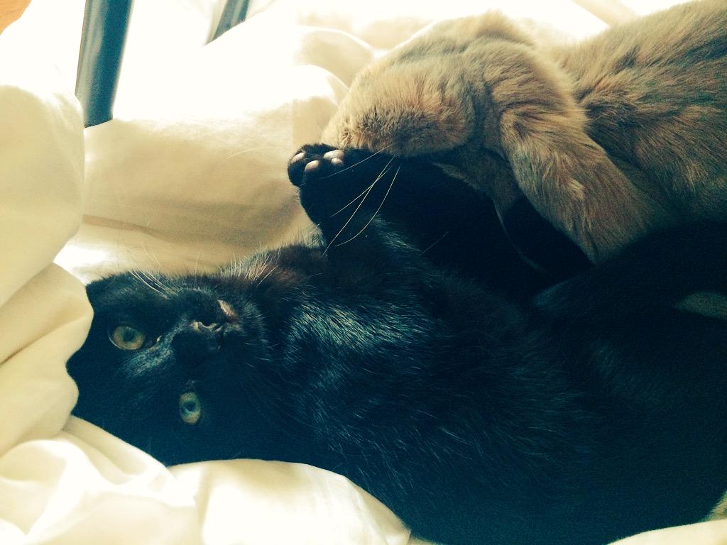 TFGPetServices's tweet photo. "What?! He said he likes it!" Happy #BlackCatAppreciationDay http://t.co/YRhloO1Ts6