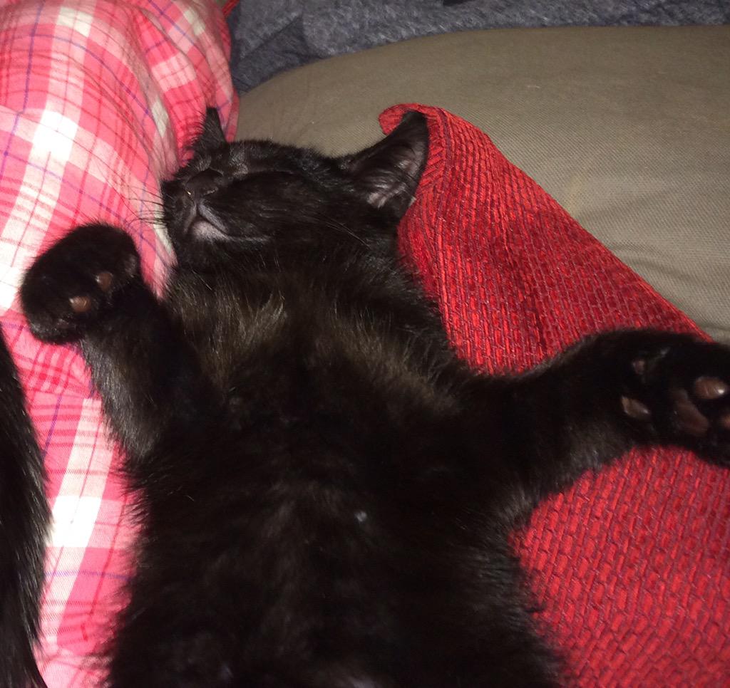 TFGPetServices's tweet photo. @RSPCA_official Happy #BlackCatAppreciationDay http://t.co/eUmw5a43BH