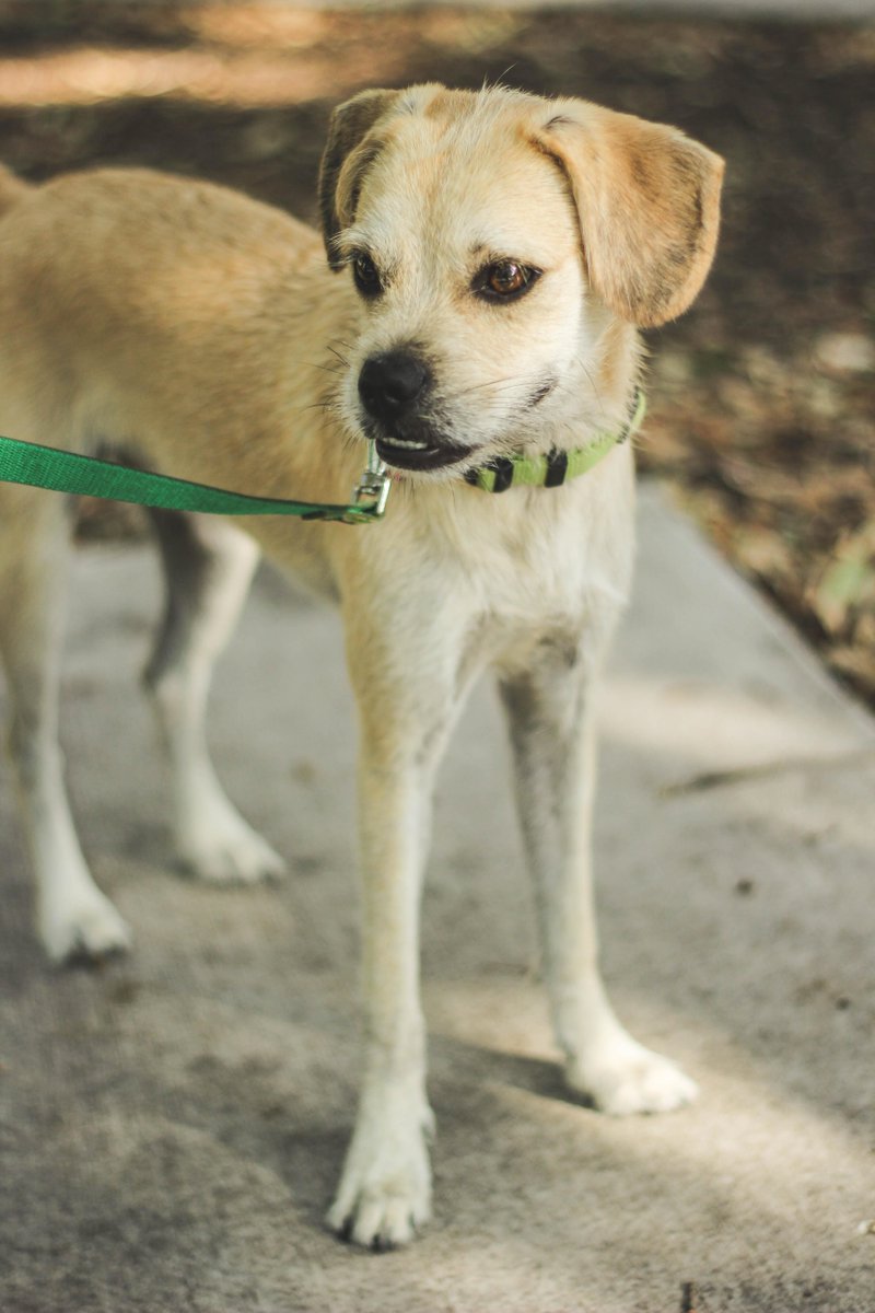 DFWFGF's tweet image. If u can't adopt, foster.If u can't foster, volunteer.If u can't volunteer, donate. tinyurl.com/qjsddzs #IAMUP