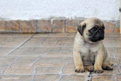 growingpug's tweet photo. my mood right now http://t.co/wIaVKd31Mb