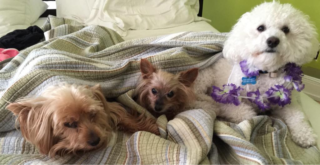 Dogs4FL27's tweet photo. Hi! Our mom @Annette_Taddeo is running 4 Congress so we are launching #dogs4Annette Chiquita, Munchkin &amp; Snow #FL26 http://t.co/ahp95xl8Zl
