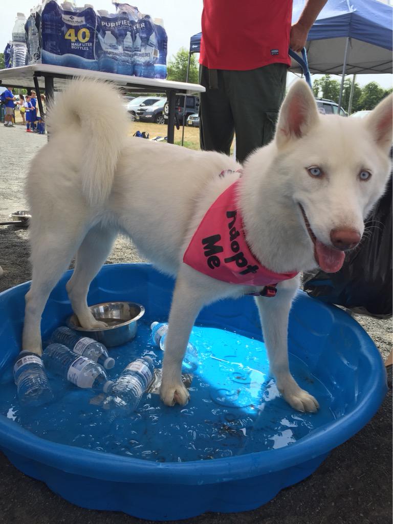 NJHuskyHouse's tweet photo. Tasha would love a family of her own. #apply to #adopt Tasha at http://t.co/pQm7F2dOds #adoptdontshop #huskyhouse http://t.co/JCUOTFB6mS