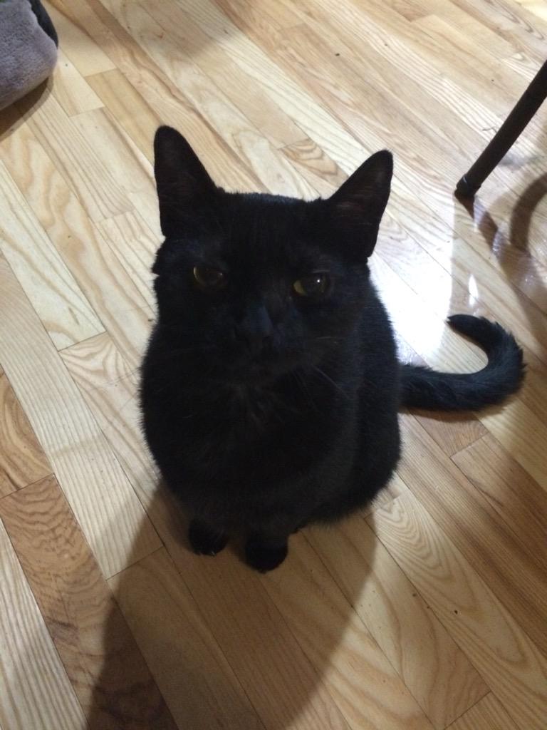 kellygibbar's tweet photo. #blackcatappreciationday #blackcat #binx #crossyourpath http://t.co/f5kasn1Ogb