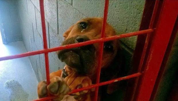 PuppiesToday's tweet photo. This image broke the shelter's phone lines and got the dog adopted. Read more. https://t.co/izDYUFVX8z ?Op8 https://t.co/p4T5YvP8hx