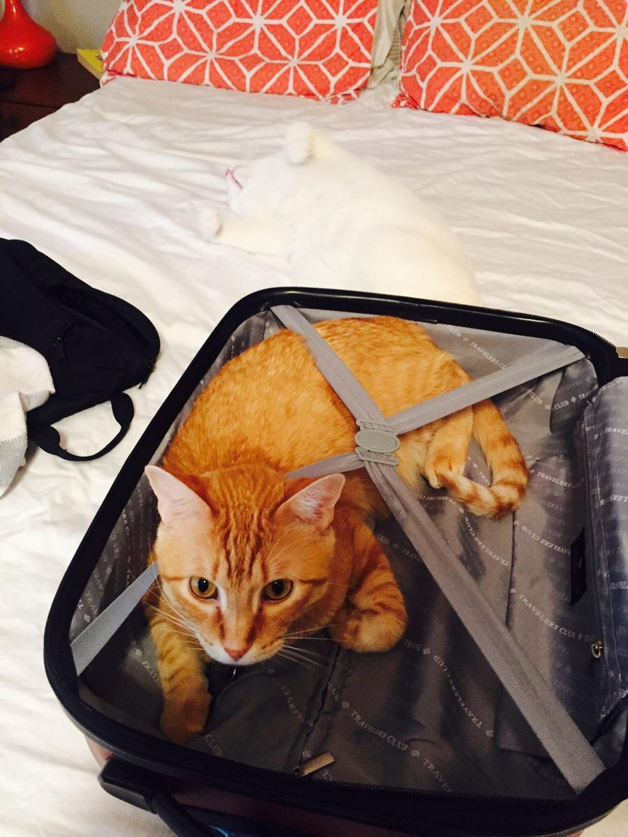 There are two cats in this photo.