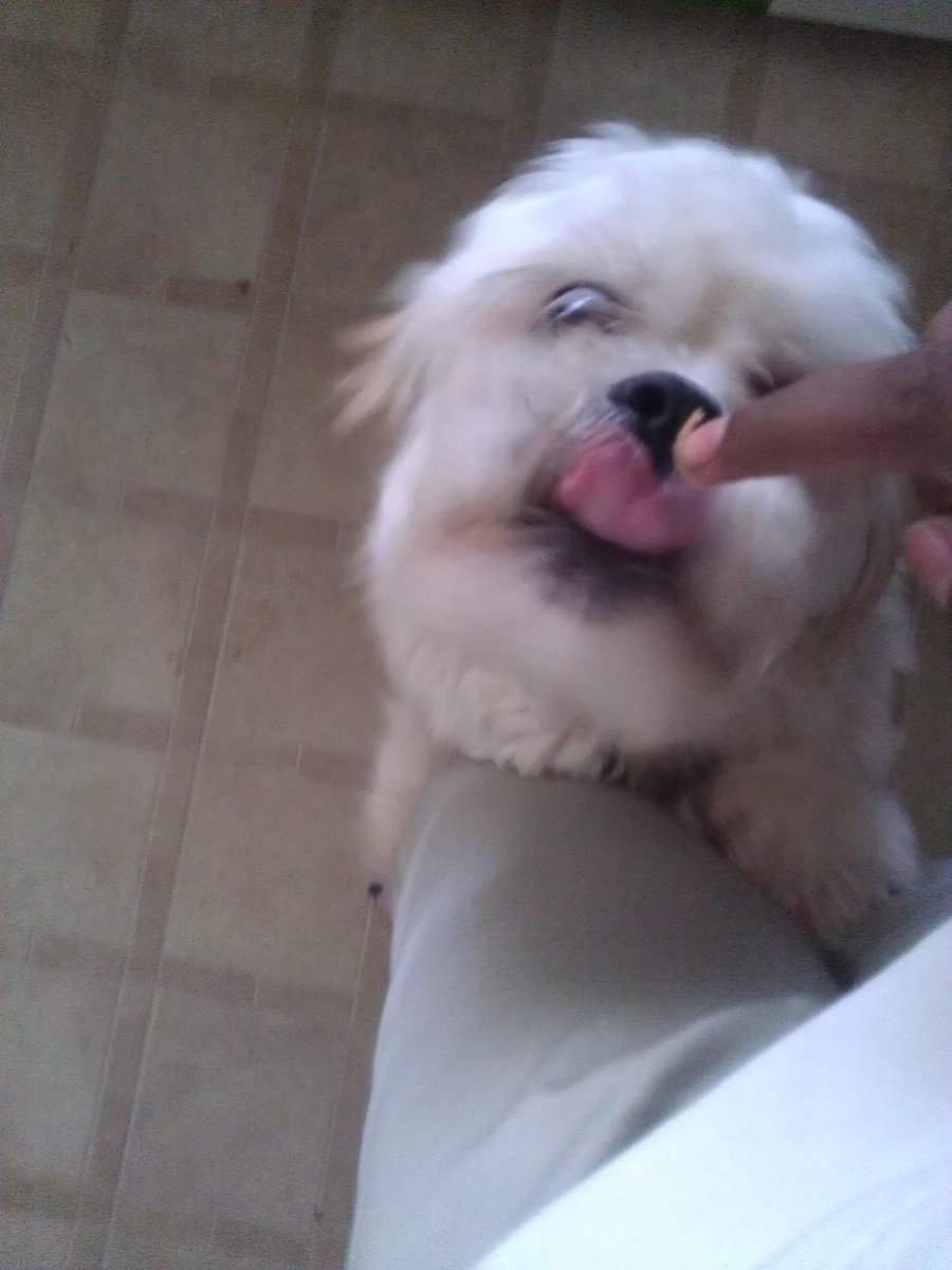 TeddyTheCutie's tweet photo. Peanut butter makes me CRAZY http://t.co/LZvclZXC4S