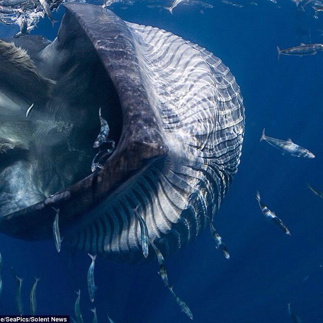 INNImagazine's tweet photo. MOMENTS 
#DougPerrine #BrydesWhaleFeedingOnSardines #Whales #WhalePhotography #Animals #AnimalsPhotography http://t.co/sV0EZd0UX3