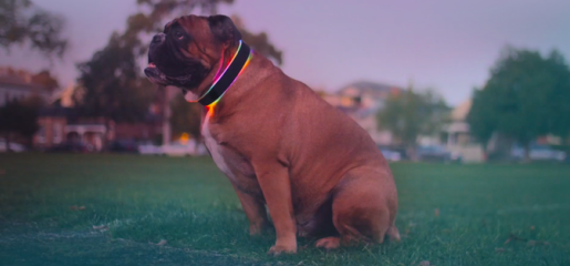TextaNerd's tweet photo. Buddy is a glowing smart collar for your dog http://t.co/k5hWZh9HAE #TheNextWeb #Squeaker #Buddy #pettech http://t.co/XfWTGlOrbs