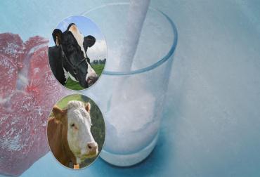 Floryalba's tweet photo. Informe: las mejores razas para explotaciones de carne y leche. http://t.co/YIz3t0kH7l http://t.co/unA8RP5swT