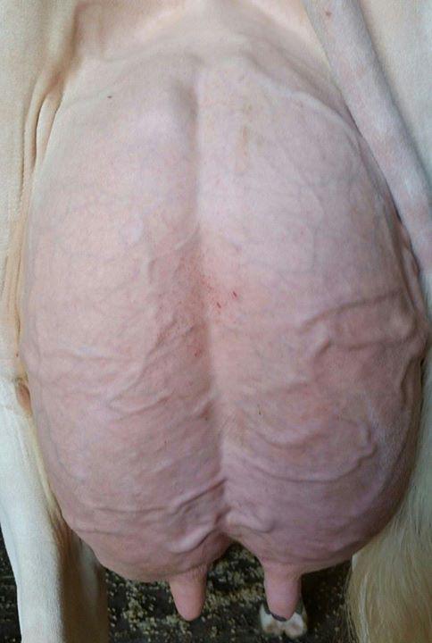 GenervationsInc's tweet photo. #1LPI +3199 #1PRO$ $2263 250HO1009 #BREWMASTER Lindenright #BREWMASTER Define (VG-87-VG-86-MS) Thx BlondinCraswellAuc http://t.co/x33yaeCcAr