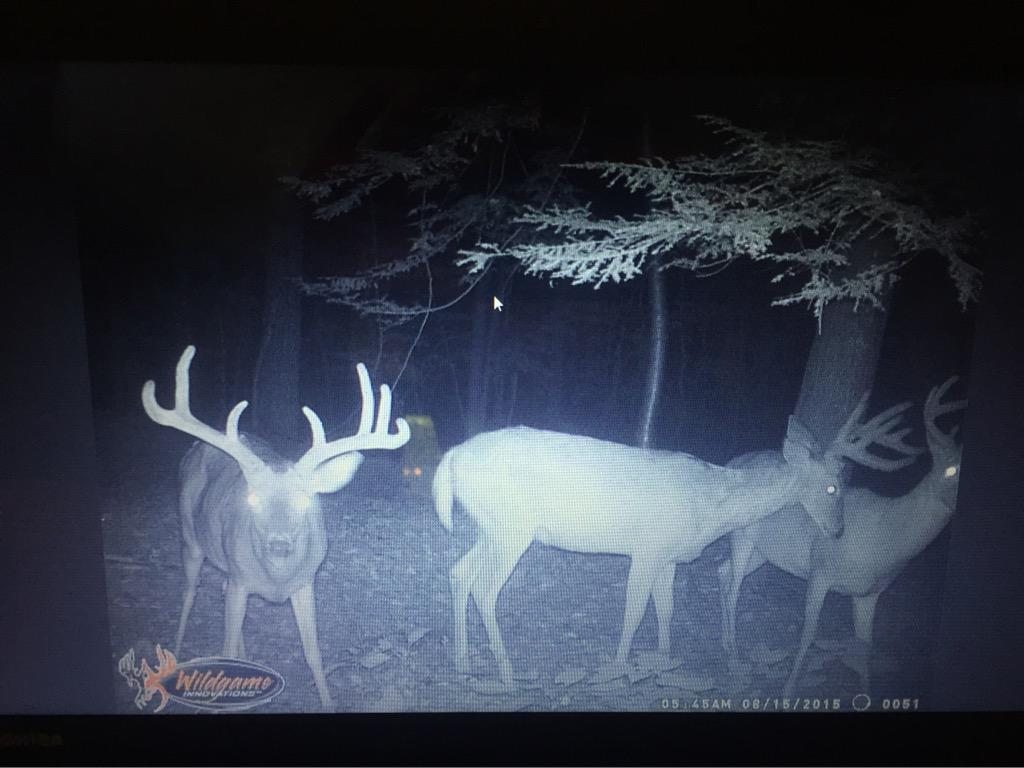 joshualee356's tweet photo. @AverageHunter #trailcammonday http://t.co/FV6v9OZeWK