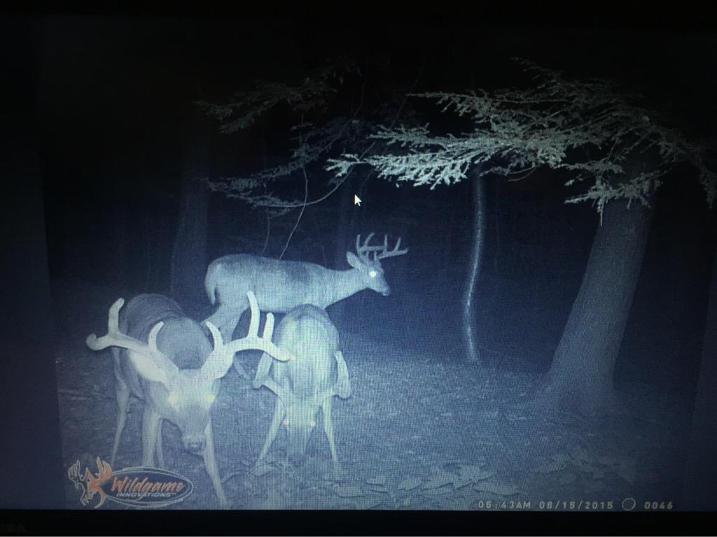 joshualee356's tweet photo. @AverageHunter #trailcammonday http://t.co/FV6v9OZeWK
