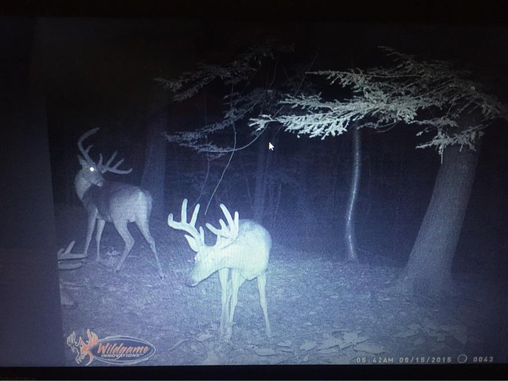<a href="/AverageHunter/">Average Hunter</a> #trailcammonday