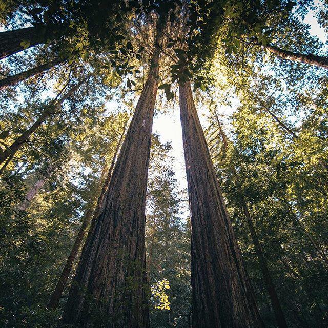 Pacific Snacks tweet media