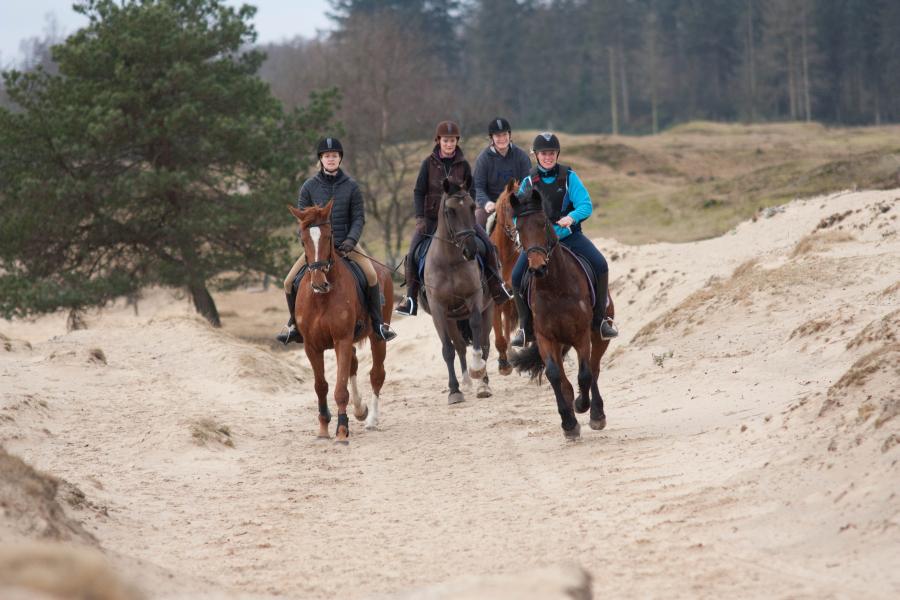 Ruiter- en menroutes in het Drents-Friese Wold nu ook digitaal beschikbaar! drentsfriesewold.wordpress.com/2015/08/17/rui…