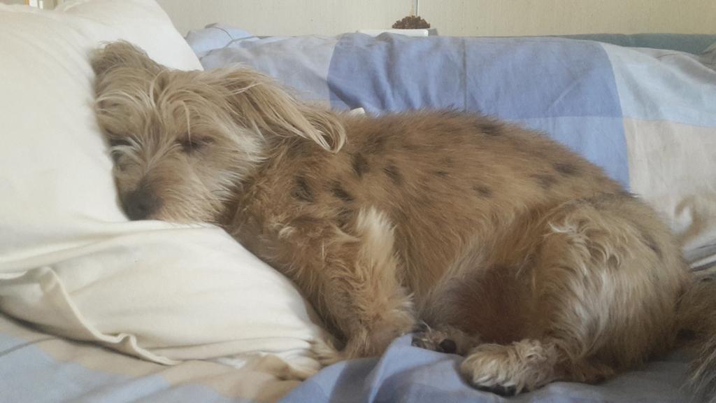 Taking a #nap 😌 #dogslife #vitadacani #dogsoftwitter #nappingdog #Sleeping