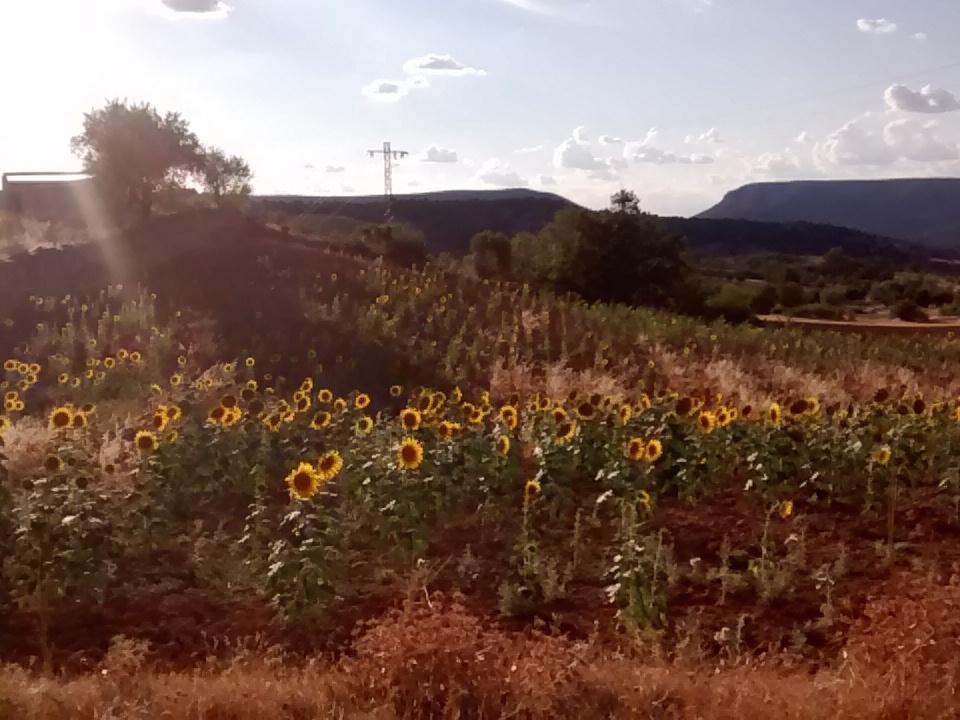 Naerin13's tweet photo. Definición de felicidad #vacaciones #camposdegirasoles #cuencaenamora http://t.co/DirKmKtTKa