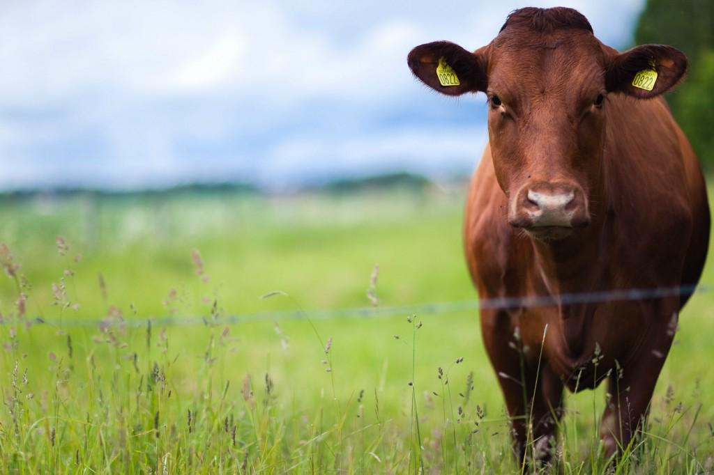 ClimatePower's tweet photo. Meat-eaters are the number one cause of worldwide species extinction, new study warns http://t.co/A2LMrJ8rSE http://t.co/it73sRgepV