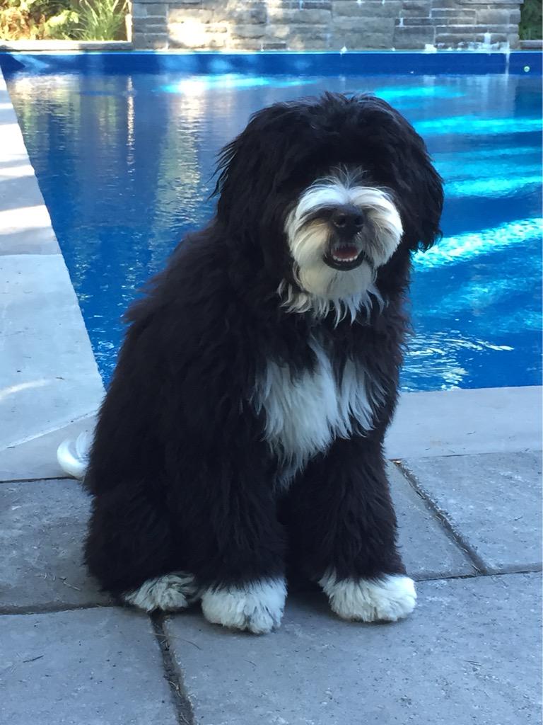 Coco at 6 months. #bernadoodle