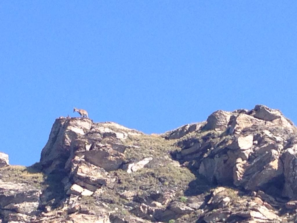 Seri_Bus's tweet photo. Monte Zerbion @ValledAosta @sentieridimonta @Escursionismoit @ILTrekking @ArpaValledAosta @ItaliaEscursion http://t.co/cYGUiBjPL5