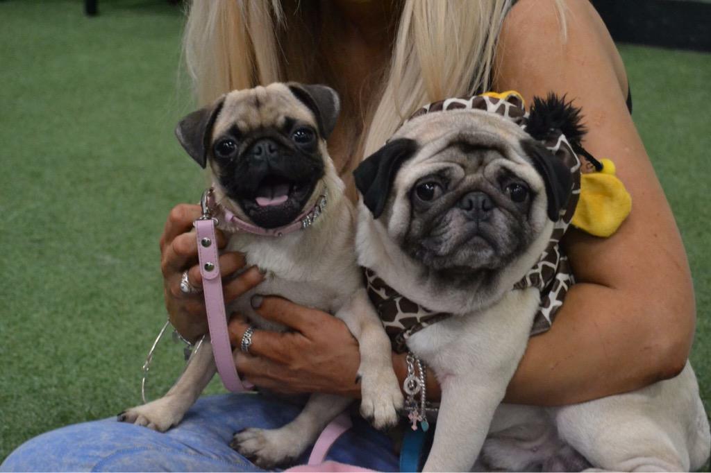 JustGem29's tweet photo. Rosie, Ken and Barbie had a fab time at #pugfest yesterday @rob_clowes @DannyWalters_ @amberlicious_xx @Pug_fest http://t.co/VCshYtzYpS