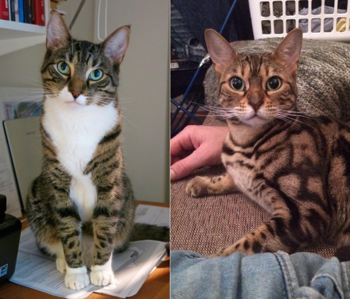 Colombocity's tweet image. Dette er den aller beste Leo (t.v.) og hans kjødelige mor. Et godt familiebilde. Viktig å ta vare på slekta!