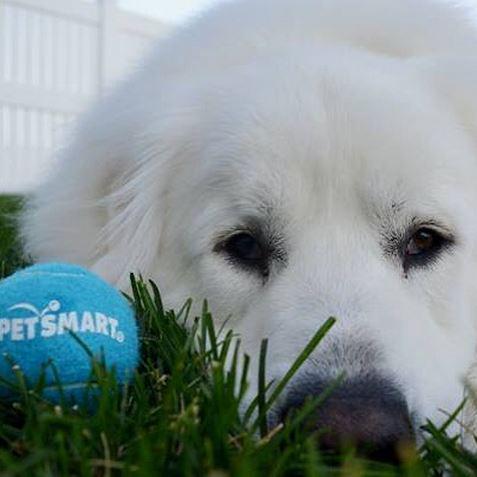 PetSmart's tweet photo. How can you say no to this cute #MondayMotivation? Let's make #fetch happen (IG pic @itsdogornothing.kelsie) http://t.co/PYD9vuWYII