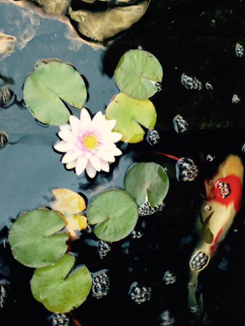 Blooming water lily with koi #relax #MondayMotivation