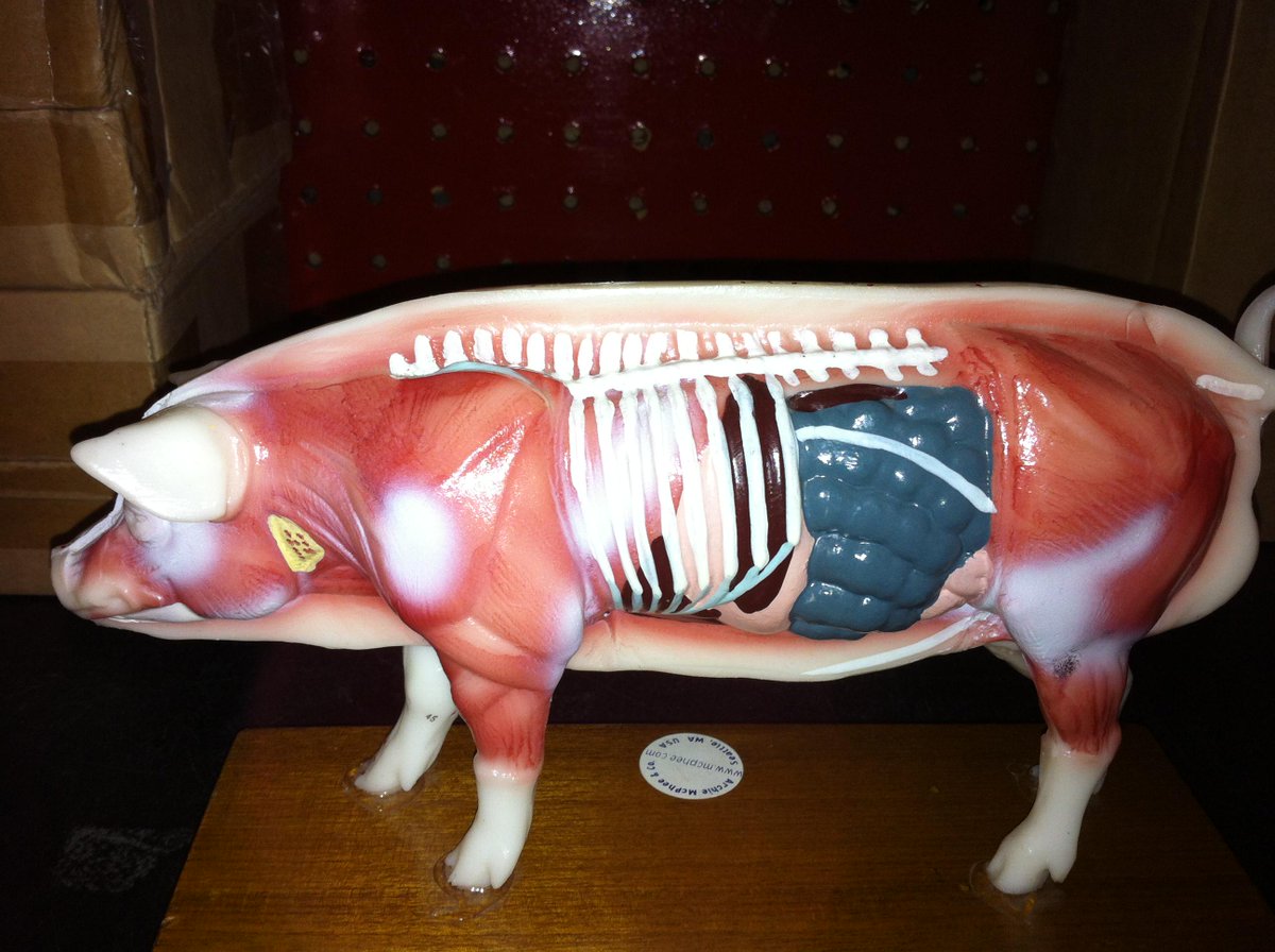 ClarenceFlam's tweet photo. #FunAnimalFact #WildlifeFact #AnimalFact Pigs only have intestines &amp; no other organs, this is why they poop sausages http://t.co/s4HGmgOmZv