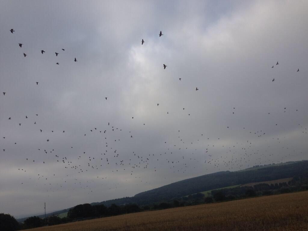 NEShooting's tweet photo. #HuntingHour Pigeon &amp; Pest shoot Friday AM £50. Guns, Cartridges &amp; all equipment included. First come first served http://t.co/C25tmyfTj1