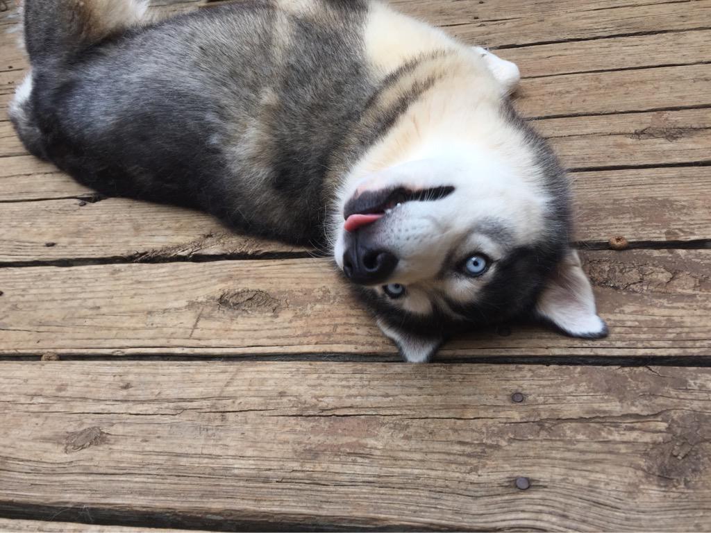 marissa_catluvr's tweet photo. A broken brush and thirty minutes later...... Somebody is about 3lbs lighter #siberianhuskyproblems http://t.co/PU8qnTapUs