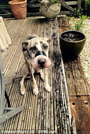 Animals1st's tweet photo. Cruel owners are hunted after they bound dog's muzzle with TAPE 

http://t.co/No6ZLXLEqB http://t.co/CGOAWfG92s