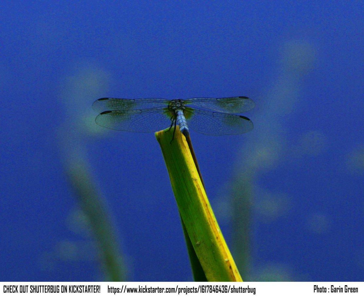 playshutterbug's tweet image. Please Back and RT- #nature #insect #macrophotography kickstarter.com/projects/16178…