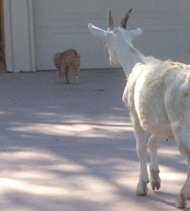 Goat meets our cat! <a href="/BlueValleyMeats/">Blue Valley Meats</a>