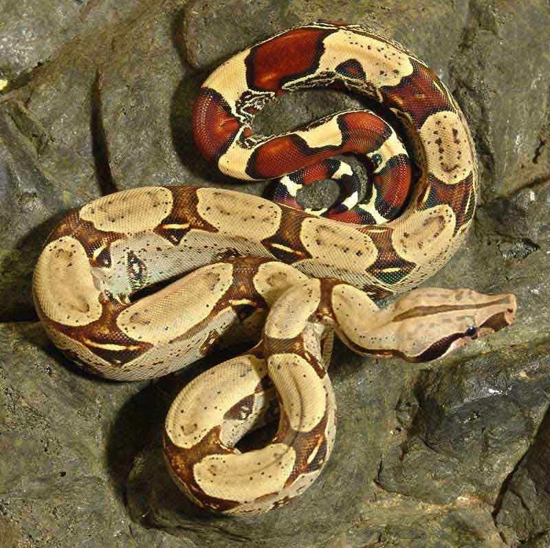 The Fredericton Police are looking for a missing Columbian Red Tail Boa Constrictor snake. #fredericton <a href="/Global_NB/">Global New Brunswick</a>