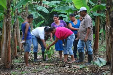 Floryalba's tweet photo. Pequeños productores recuperan cultivo de cacao. http://t.co/OWb4HpbXNz http://t.co/uM5PfzRKJZ