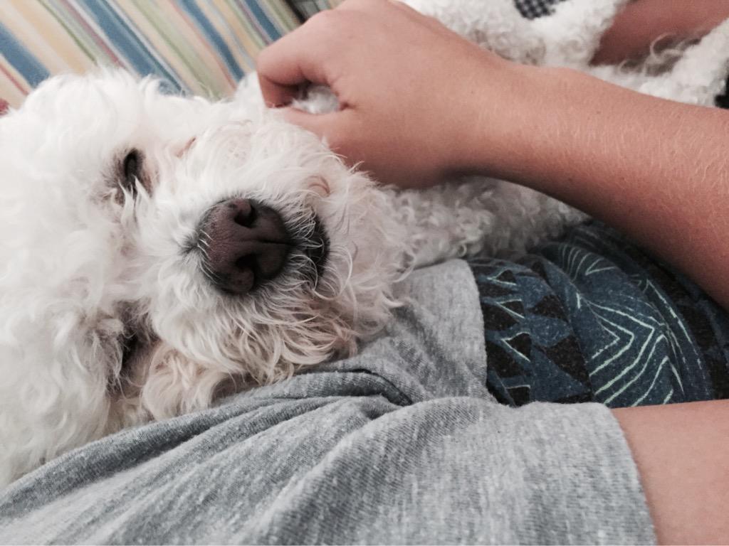 Scotti_Johnson's tweet photo. I'm gonna miss you buddy 💔 forever in our hearts. #RIPfletcher http://t.co/bh8eUOVm8V