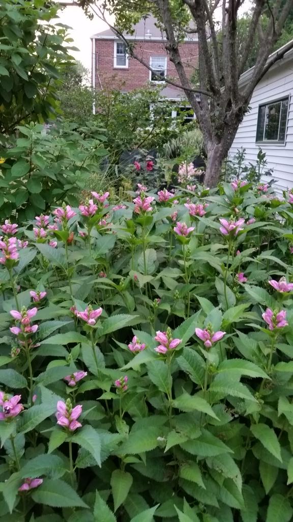GardenOpus's tweet image. @TheGardenChat A3: Late summer &amp;amp; autumn bring #Chelone (#turtlehead) an unconventional, elegant, long lasting #cut