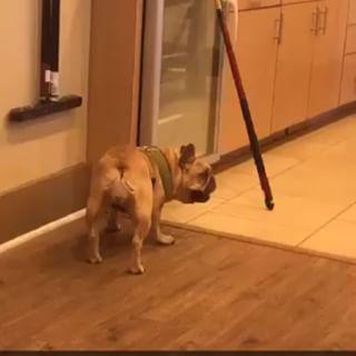 Frenchie_Cute's tweet image. That is one aggressive pool stick! #frenchbulldog #poolstick #lmao #funnytimes @charlesvbaby findelight.net/frenbull_detai…
