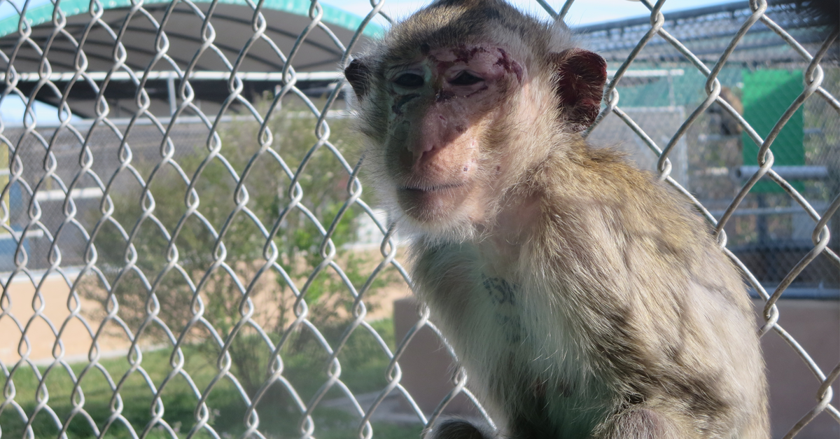 PETAShares's tweet photo. π not born in labs are often stolen from the wild.
Can you imagine how terrifying that would be? #NotExperiments http://t.co/RfKrowYrw3