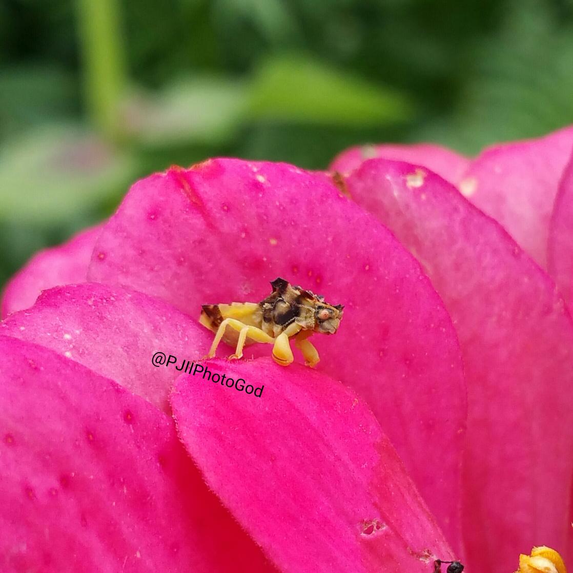 PJIIPhotoGod's tweet photo. What bug is this? @insectweek @InsectEcology @PurdueInsects @EntomologyNews @EntCollNtwrk @EntsocAmerica @WorldEnto http://t.co/Fi6hUrhyJx