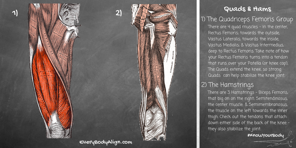 EveryBodyAlign's tweet image. #KnowYourBody Week 4: Quads &amp;amp; Hams. Learn about em. #yoga #selfcare #anatomy #exercise #science #movers #health