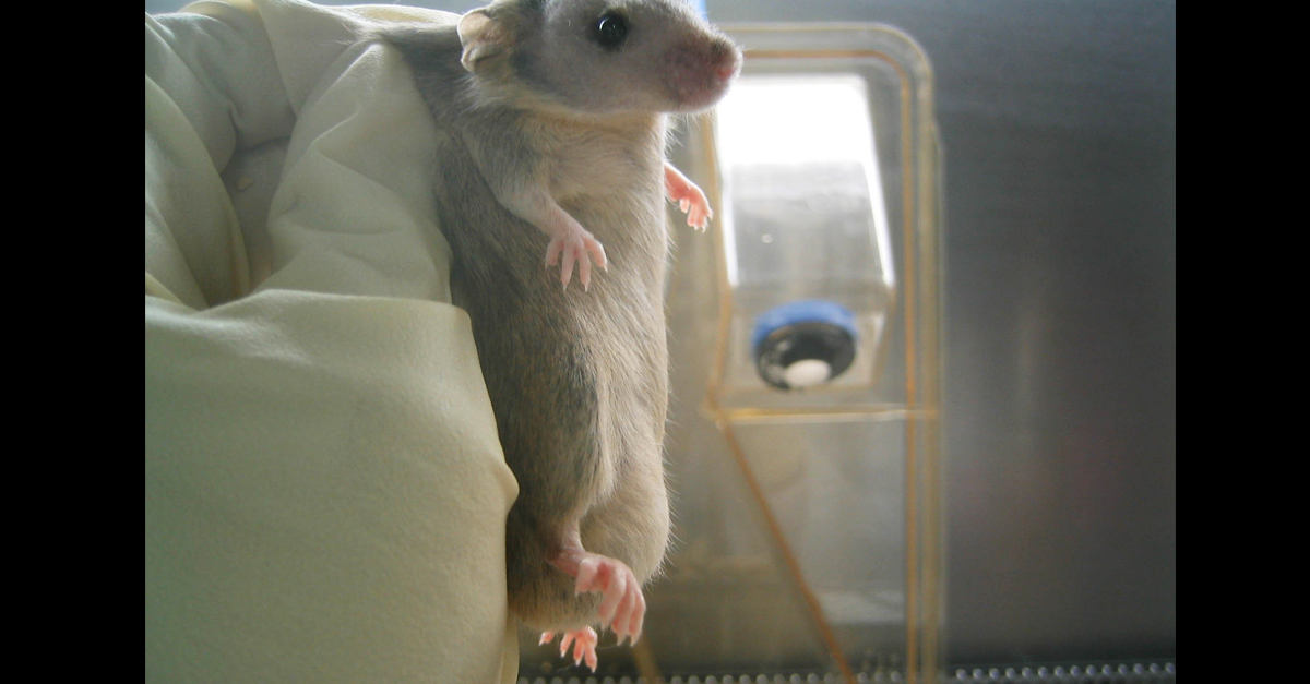 PETAShares's tweet photo. More than 100 MILLION rats & mice lose their lives in U.S. labs every year.
#NotExperiments http://t.co/O5h869Iyy8