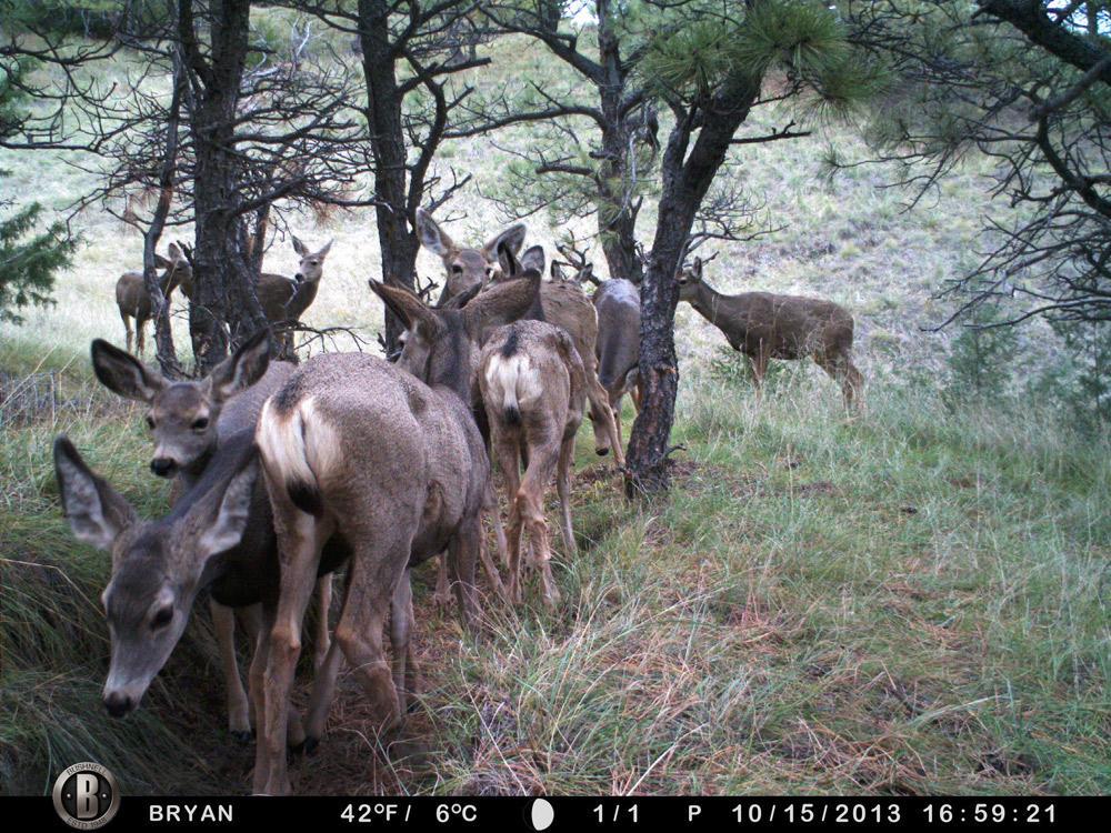 TrailCamNation's tweet photo. #DeerMonday http://t.co/6gGr3YHS6F