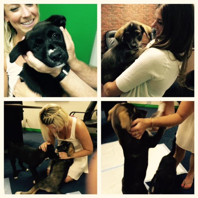 1043FreshRadio's tweet image. JENN: Thanks @RedemptionPups for visiting the office today!!  bit.ly/1TQanEV